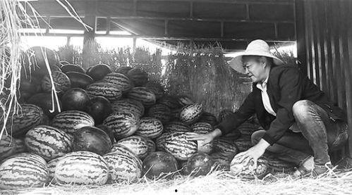 钢城吃瓜群众事件始末,一场网络舆论的风暴与反思
