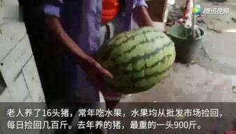 扎心吃瓜群众,揭秘娱乐圈背后的真相与八卦
