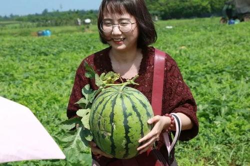 群众吃瓜节视频,群众吃瓜节欢乐瞬间大盘点