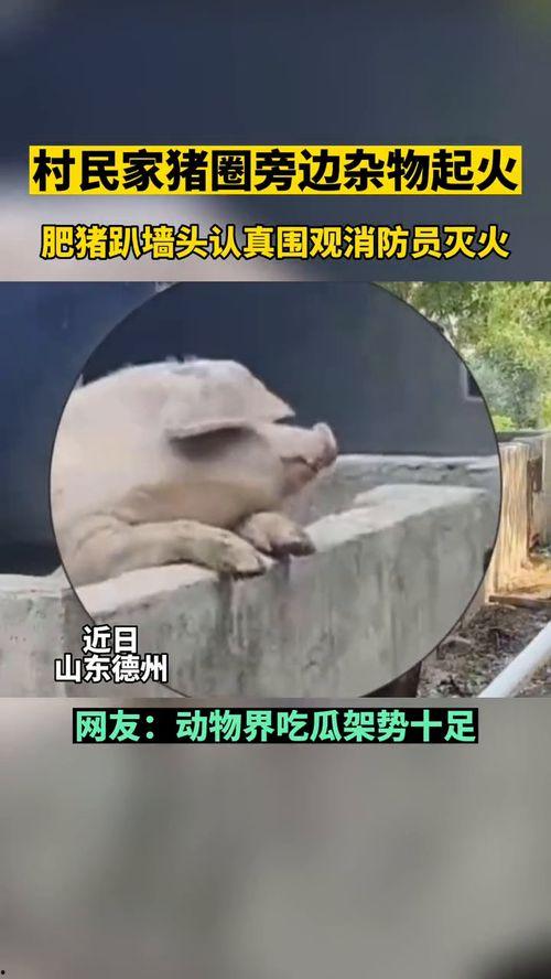 吃瓜群众音乐原视频,揭秘流行音乐背后的故事