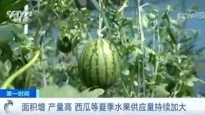夏天属于吃瓜群众吗,吃瓜群众的专属季节