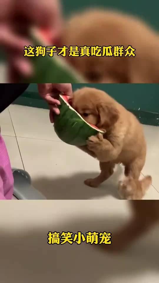 外国小狗吃瓜群众是真的吗,真相还是谣言？