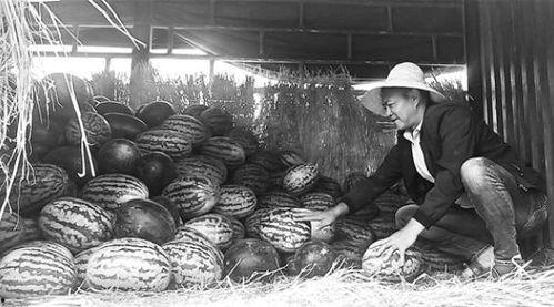 青城吃瓜群众事件真相,揭秘背后真相与反思