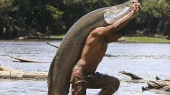 喜欢当吃瓜群众的鱼,跟随“吃瓜群众”鱼的趣味观察日记