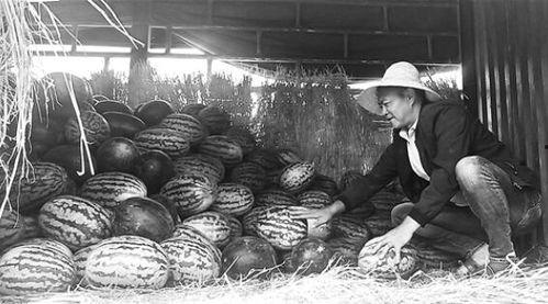 临海吃瓜群众事件视频,一场网络舆论的风暴与反思